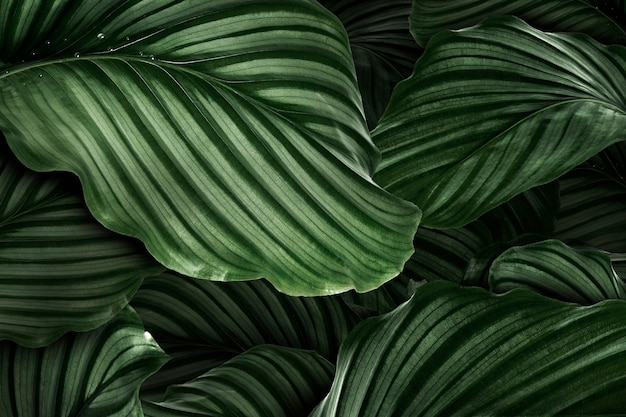 Calathea Orbifolia zielone, naturalne liście