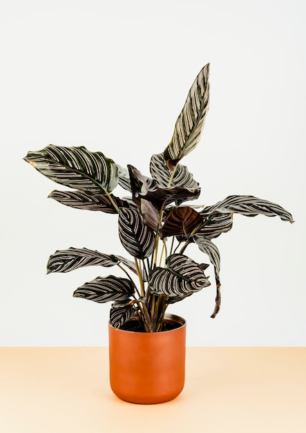 Bezpłatne zdjęcie calathea ornata sanderiana w pomarańczowej doniczce