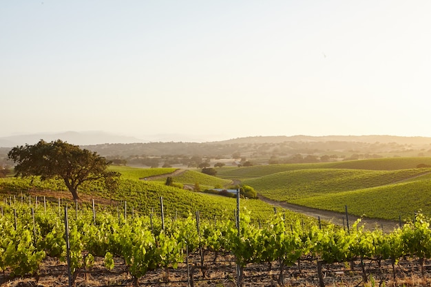 Bezpłatne zdjęcie california vineyards in santa barbara