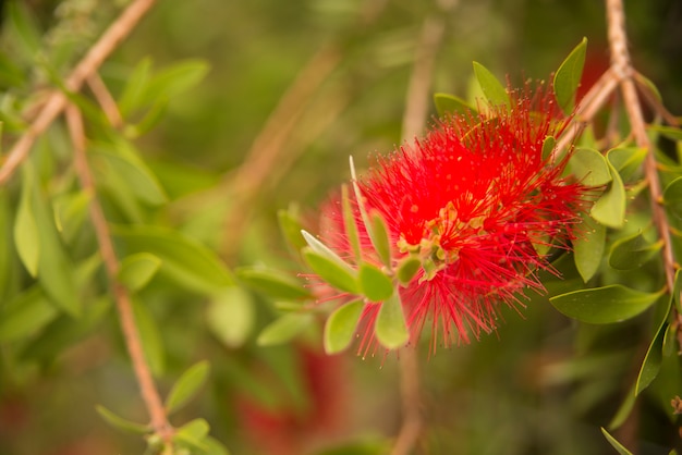 Calistemon kwiat, Calistemon Citrinus