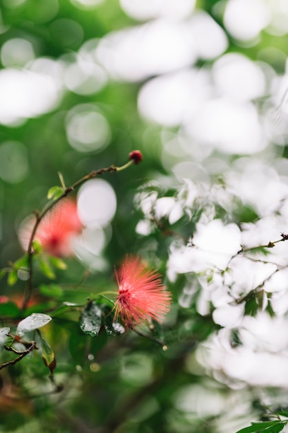 Bezpłatne zdjęcie calliandra haematocephala; powszechnie nazywane czerwonym ptysikiem na roślinie