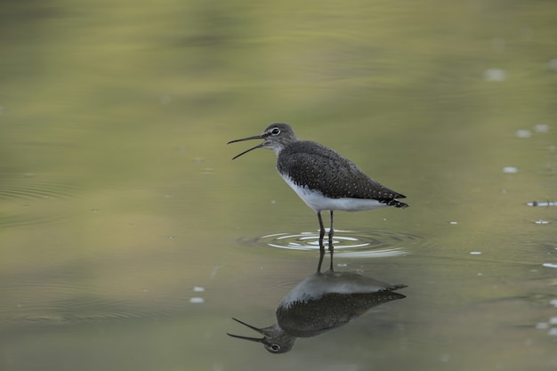 Bezpłatne zdjęcie calling green sandpiper tringa ochropus