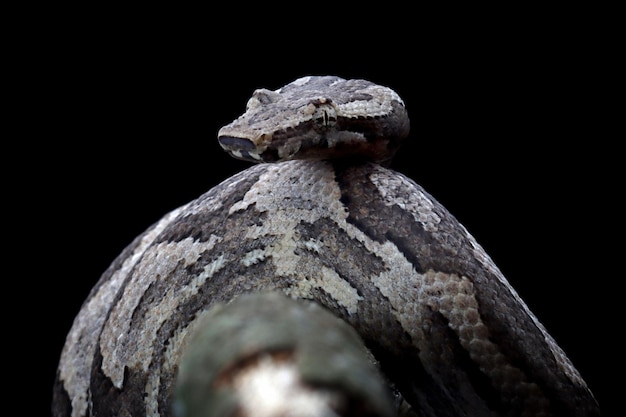 Bezpłatne zdjęcie candoia zmielony wąż boa candoia carinata zbliżenie głowy na czarnym tle
