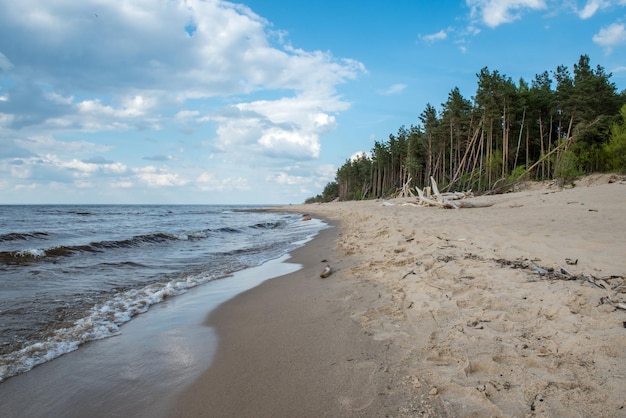 Carnikava, łotwa, scena przybrzeżna nad morzem bałtyckim z powalonymi drzewami w słoneczny dzień