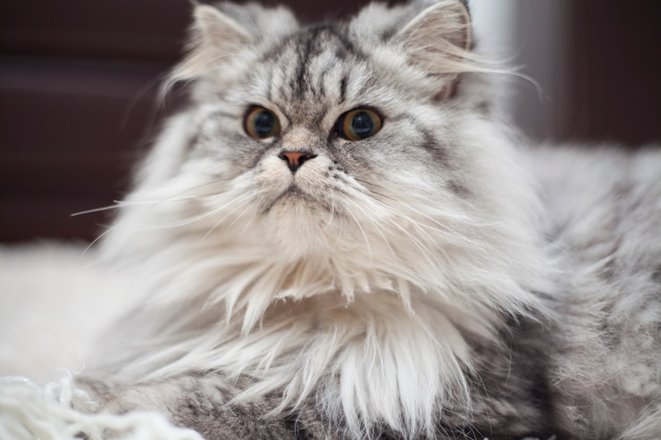 Bezpłatny plik Zdjęcie cat doczekać