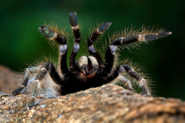 Ceratogyrus Darlingi Tarantula Zbliżenie Ceratogyrus Darlingi Tarantula Widok Z Przodu Owad Zbliżenie