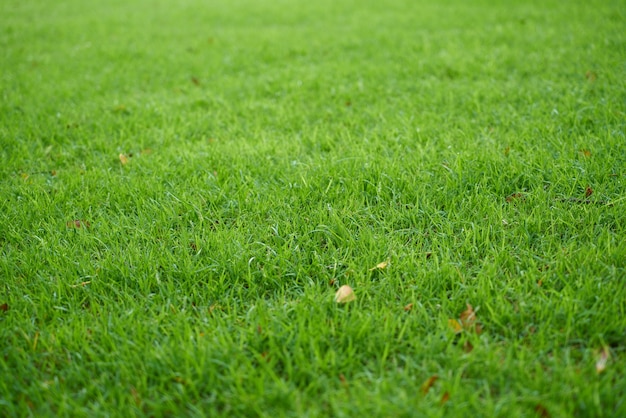 charakter tekstury tła latem trawy