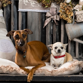 Chihuahua i charcik włoski przed rustykalną ścianą