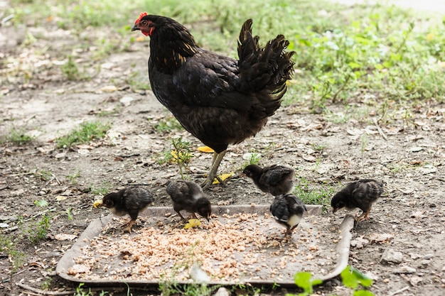 Chiken matka szuka wihle peepers jedzenia