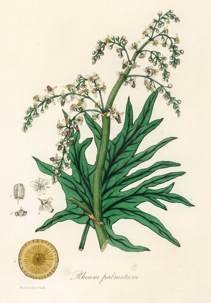 Chiński rabarbar (Rheum palmatum) ilustracja z botaniki medycznej (1836)