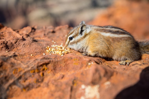 Chipmunk