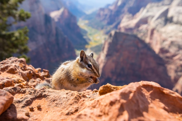 Chipmunk