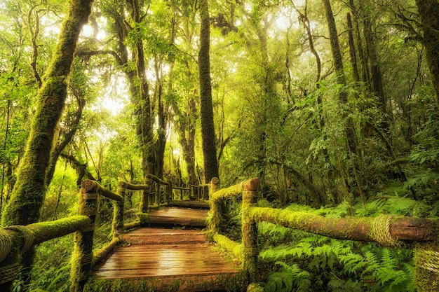 Chodnik lasu deszczowego. ścieżka szlaku przyrodniczego.