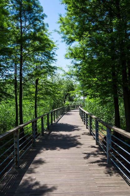 Bezpłatne zdjęcie chodnik w ogrodzie w bangkok, tajlandia