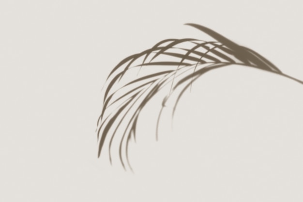 Cień liści palmowych na białym tle