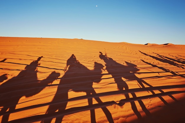 Bezpłatne zdjęcie cienie wielbłądów na saharze merzouga