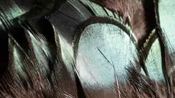 Bezpłatne zdjęcie close-up błyszczące pióra organiczne tło