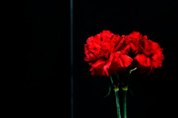Close-up czerwonego kwiatu goździka odbicie na szkle