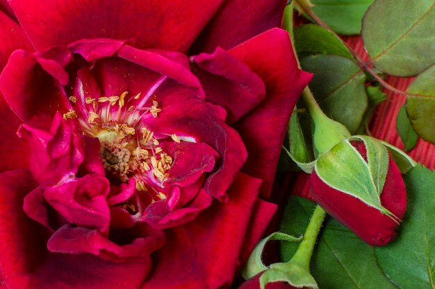 Close-up czerwony płatek róży z zielonymi liśćmi