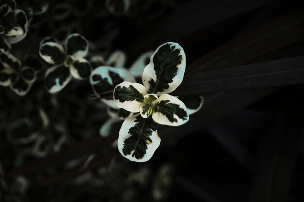 Close-up delikatna zieleń i biała roślina