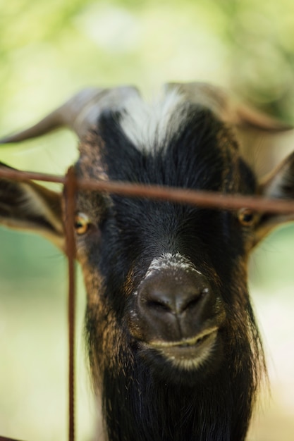 Bezpłatne zdjęcie close-up farm goat in stable