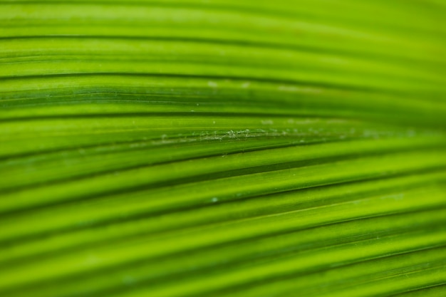 Close-up jasne paski na liściu