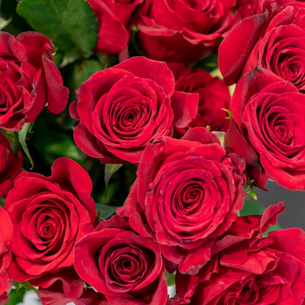 Close-up kolekcja pięknych czerwonych róż