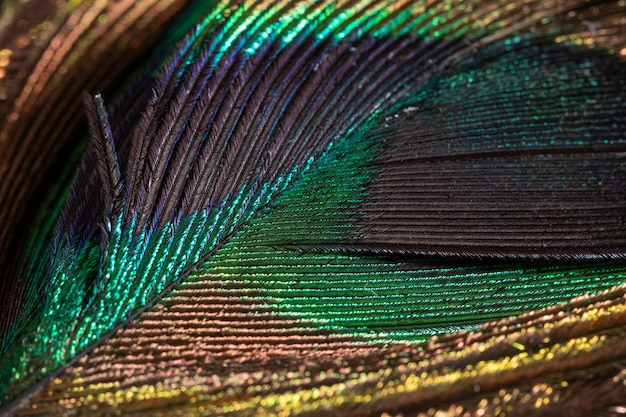 Close-up kolorowe piórko organiczne tło