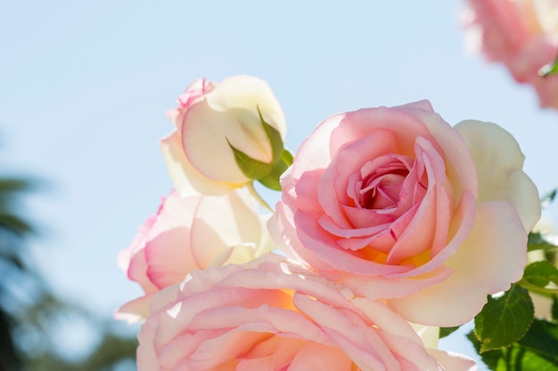 Close-up ładna wiązka białych róż
