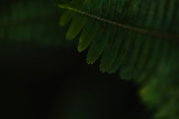 Close-up liść paproci