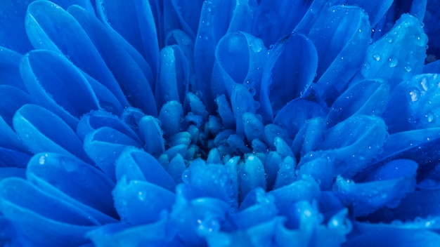 Close-up mokre niebieskie płatki