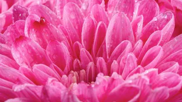 Close-up mokre różowe płatki