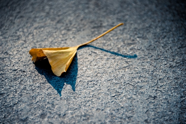 Close-up Na Odbarwieniem Leaf Na Ziemi