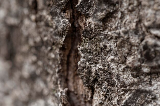 Close-up naturalna stara kora drzewa