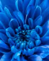 Bezpłatne zdjęcie close-up niebieskie płatki makro natura