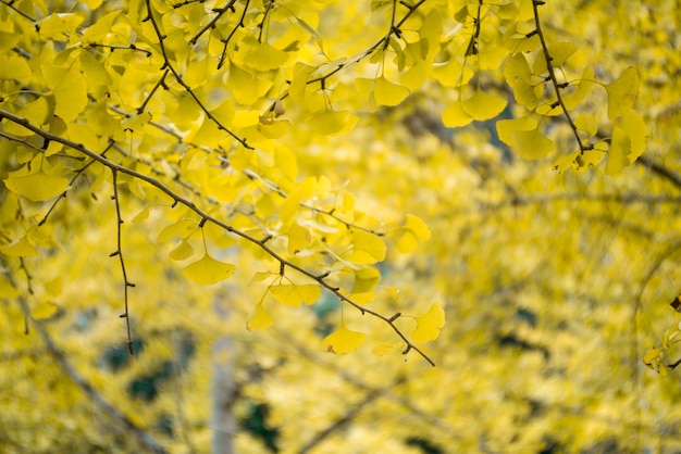 Close-up oddziałów z żółtymi liśćmi