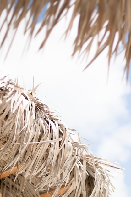 Close-up palmowy parasol nad morzem