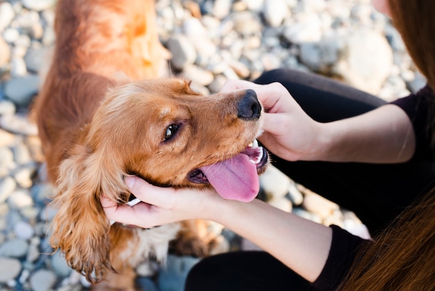 Close-up Piękny Cocker Spaniel