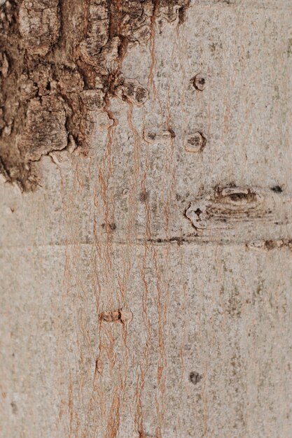 Close-up pnia drzewa