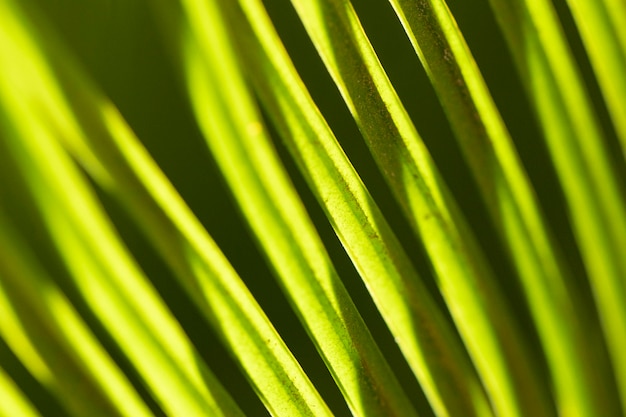 Close-up pozostawia organiczne tło