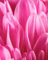 Bezpłatne zdjęcie close-up różowe płatki makro natura