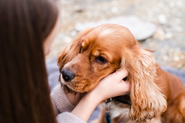 Close-up śliczny cocker spaniel