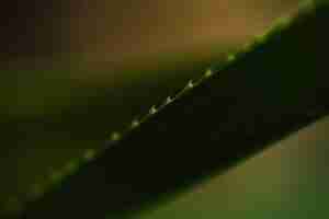 Bezpłatne zdjęcie close-up spiky liść