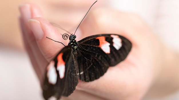 Close-up widok motyla siedzącego pod ręką