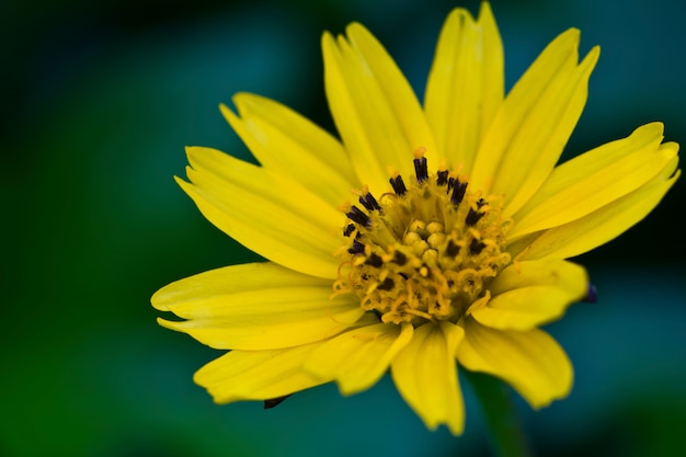 Bezpłatne zdjęcie close-up z daisy z żółtymi płatkami