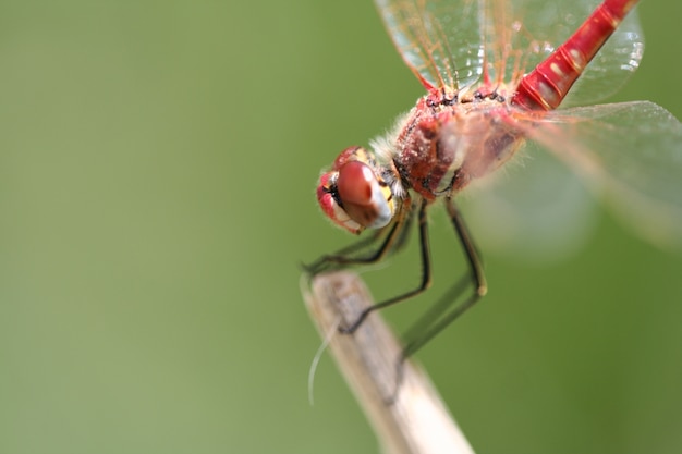 Close-up z dragonfly na patyk