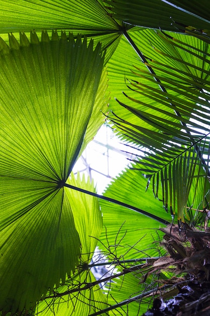Bezpłatne zdjęcie close-up z dużych liści palmowych w kształcie wachlarza
