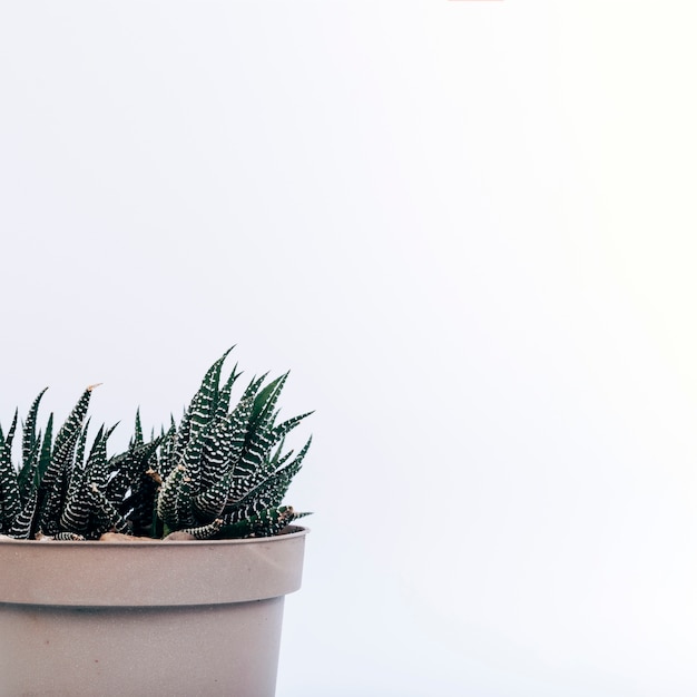 Bezpłatne zdjęcie close-up z fasciated haworthia doniczkowa roślina na białym tle