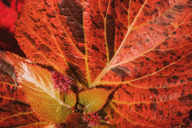 Close-up z kolorowych liści roślin