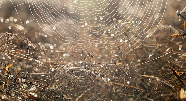 Close-up z pajęczej sieci w kroplach rosy na polu wczesnym, słonecznym rankiem.